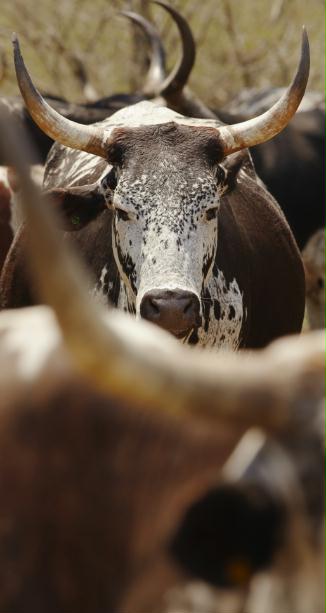 MF008 Wall décor art photographic on canvas livestock Nguni cattle